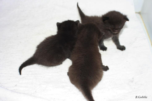 Second chatons hybrides - Lykoi x DSH
